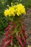 Common Evening Primrose 