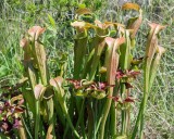 Mountain Sweet Pitcher Plant 2