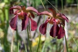 Mountain Sweet Pitcher Plant 3