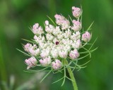 Queen Anne's Lace 1