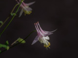 20170602_Calgary_0014.jpg