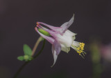 20170602_Calgary_0025.jpg