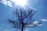 Bare Tree at Noon