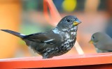 Leucistic Fox Sparrow