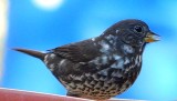 Fox Sparrow (Leucistic)