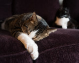 Cats-couch-Q-1040087.jpg