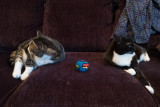 cats-couch-1040179.jpg