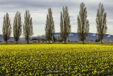 Wonderful Washington State