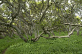 Oak Reserve - Los Osos, California