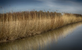 Grasses at Bosque Del Apache