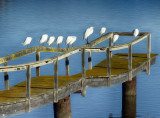 Egrets on Pier