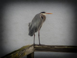 Great Blue Heron - Morro Bay, California