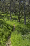 Trail Through the Grass - Figueroa Mountain - California