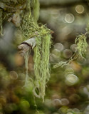 Lacy Lichen on Pygmy Oaks
