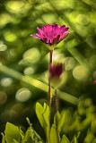 Pink Flower - Carolyns Garden - Debs Inspiration