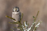 Chouette pervire -- Northern Hawk-Owl