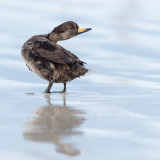 Macreuse  bec jaune(mle-1er hiver) -- Black scoter(male, first winter)