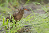 Rle de Virginie -- Virginia rail