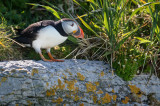 Macareux moine -- Atlantic Puffin