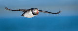 Macareux moine -- Atlantic Puffin