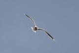 dwergmeeuw - Little Gull - Hydrocoloeus minutus