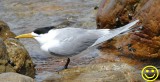 03 Greater crested tern Thalasseus bergii Cape of Good Hope Feb 2018.jpg