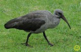 06 Ibis Hadada or Hadeda ibis Bostrychia hagedashCape Town 2018.jpg
