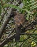 08 Cape Bulbul Pycnonotus capensis Cape Town 2018.jpg