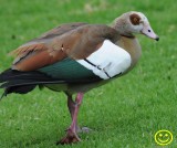 11 Egyptian goose Alopochen aegyptiaca Cape Town 2018.jpg
