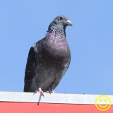 16 Feral Pigeon Rock dove.jpg