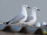 18 Hartlaub's gull or king gull, Chroicocephalus hartlaubii Cape Town 2018.jpg