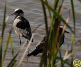 22 Lapwing Blacksmith lapwing Vanellus armatus Tala game reserve 2018.jpg