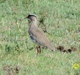 24 Crowned lapwing Vanellus coronatus Tala game reserve Durban 2018.jpg