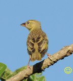 27 Southern masked weaver or African masked weaver Ploceus velatus female Tala game reserve Durban 2018.jpg