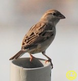 32 Female House Sparrow Passer domesticus La Reunion 2018.jpg