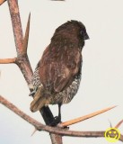 33 Scaly-breasted munia or spotted munia Lonchura punctulata La Reunion 2018.jpg