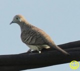 35 Zebra dove aka Barred ground dove Geopelia striata La Reunion 2018.jpg