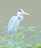 38 Grey Heron Ardea cinerea Colombo 2018.jpg
