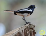 42 Oriental magpie-robin Copsychus saularis Colombo 2018.jpg