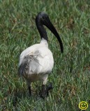 44 Black headed or Oriental white ibis Threskiornis melanocephalus Bundala National Park Sri Lanka 2018Ibis.jpg