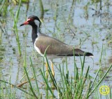 47 Red wattled Lapwing Vanellus indicus Bundala National Park Sri Lanka 2018.jpg