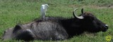 49 Cattle egret Ardea ibis Bundala National Park Sri Lanka 2018.jpg