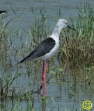 51 Black-winged Stilt Himantopus himantopus Bundala National Park Sri Lanka 2018.jpg