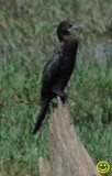 52 Little cormorant  Microcarbo niger Bundala National Park Sri Lanka 2018.jpg