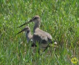 54 Pintail Snipe Gallinago stenura  Bundala National Park Sri Lanka 2018.jpg