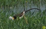 55 Pheasant tailed Jacana Hydrophasianus chirurgus Bundala National Park Sri Lanka 2018.jpg