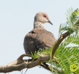 56 Spotted Dove Streptopelia chinensis Bundala National Park Sri Lanka 2018.jpg