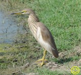 61 Chinese pond heron Ardeola bacchus Bundala National Park Sri Lanka 2018.jpg