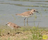 62 Lesser sand plover Charadrius mongolus Bundala National Park Sri Lanka 2018.jpg