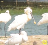 63 Eurasian spoonbill Platalea leucorodia leucorodia Bundala National Park Sri Lanka 2018.jpg